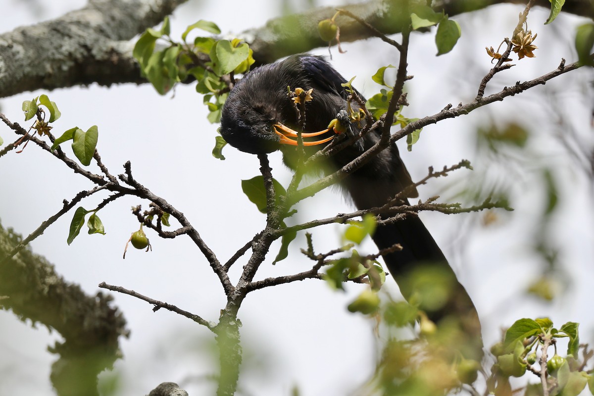 Abyssinian Scimitarbill - ML126535931