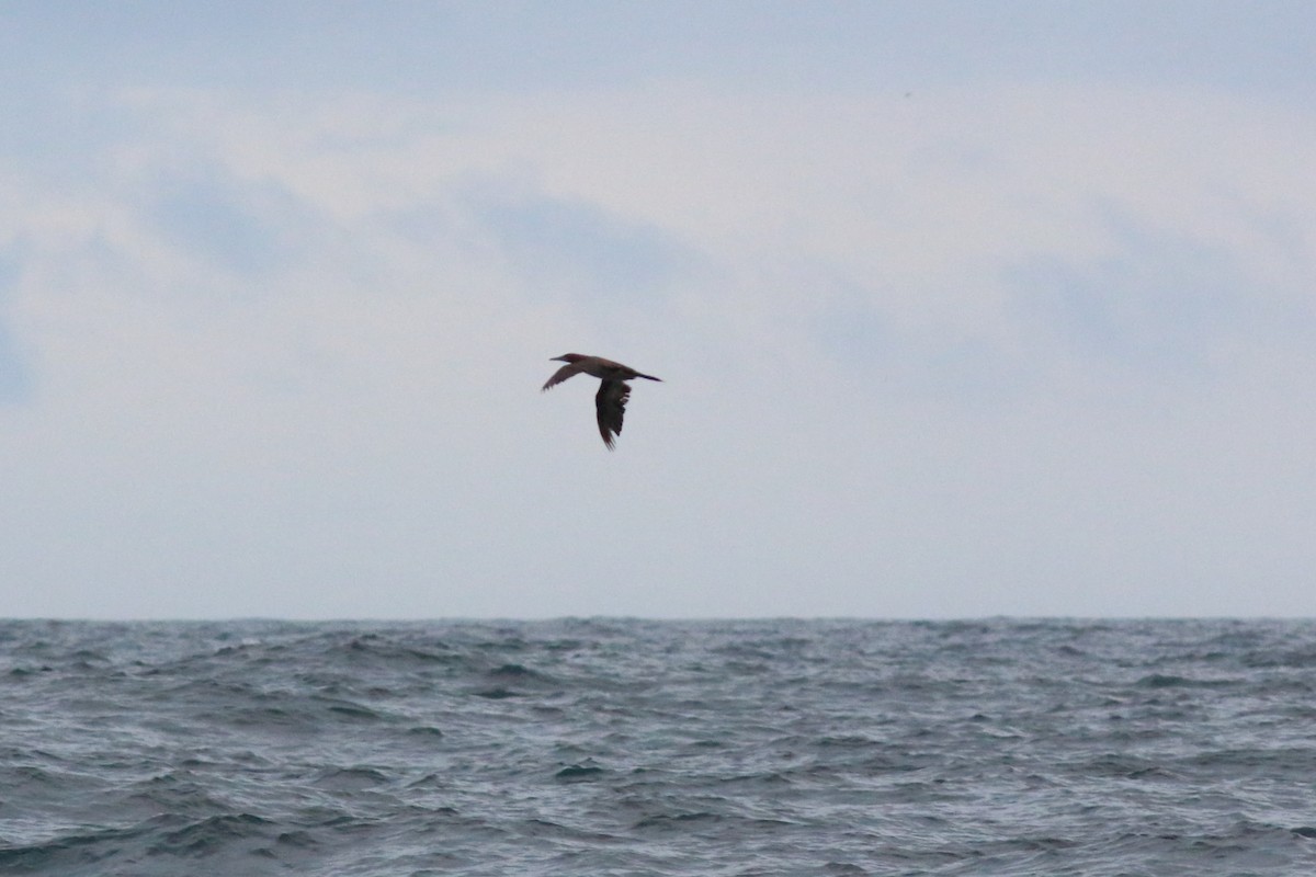 Brown Booby - ML126537241