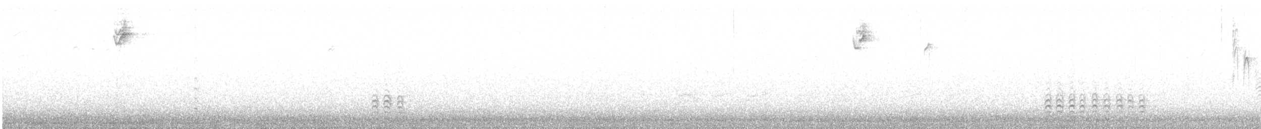 Sittelle à poitrine blanche (carolinensis) - ML126537781
