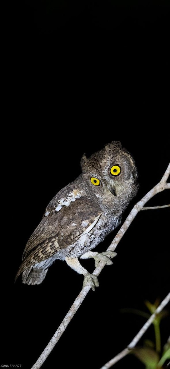 東方角鴞 - ML126537981