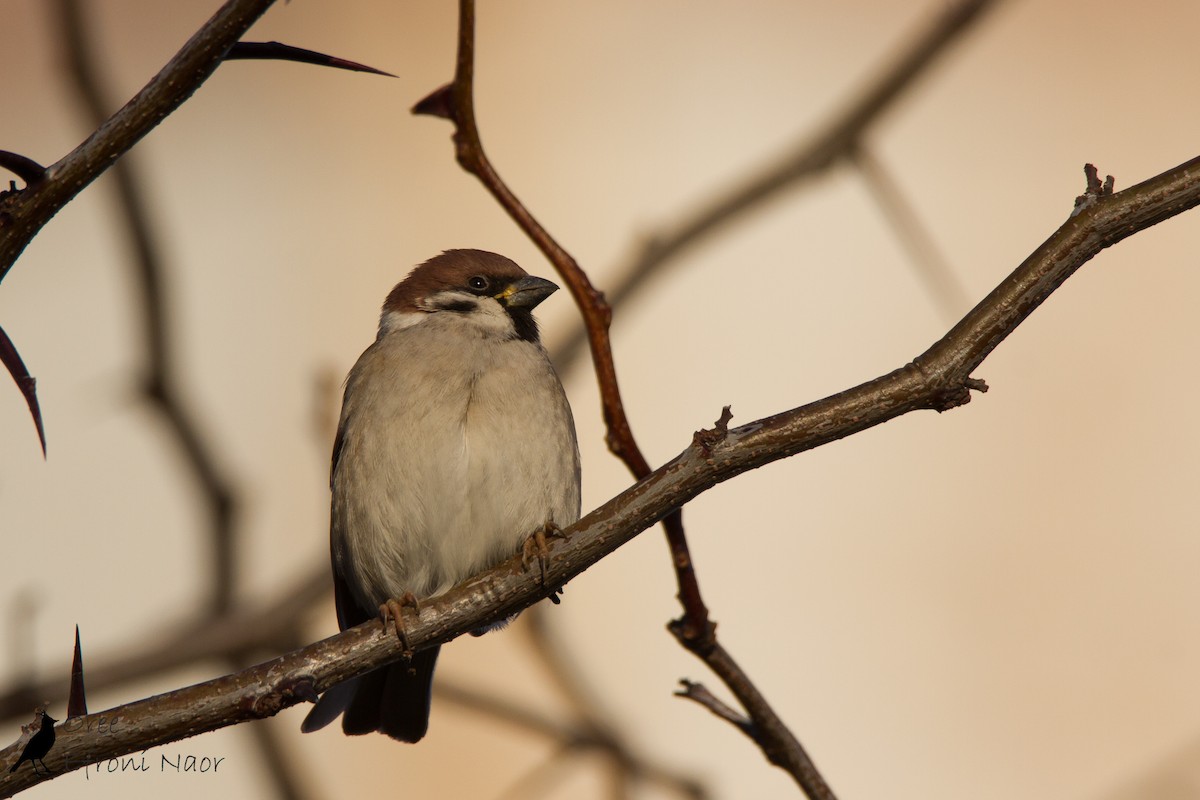 Eurasian Tree Sparrow - ML126538231