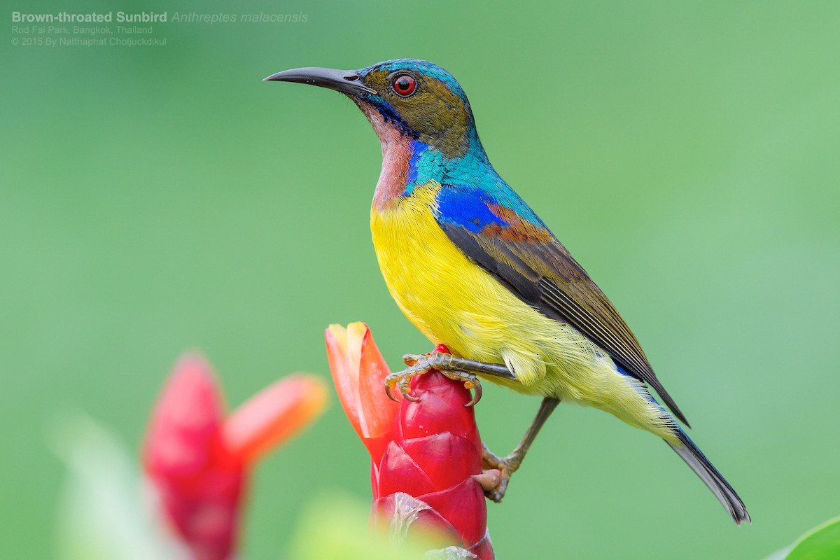 Brown-throated Sunbird - Natthaphat Chotjuckdikul