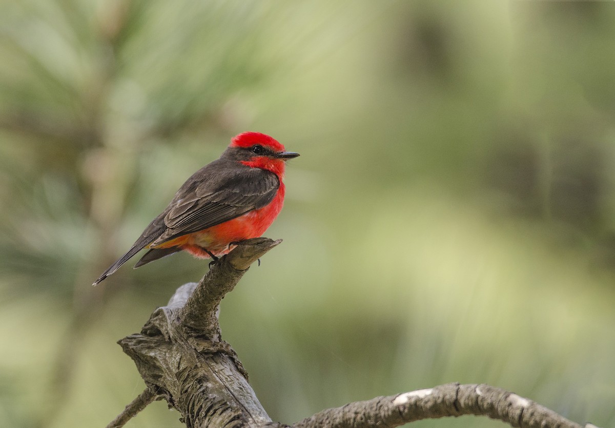 Vermilion Flycatcher (Austral) - ML126538401