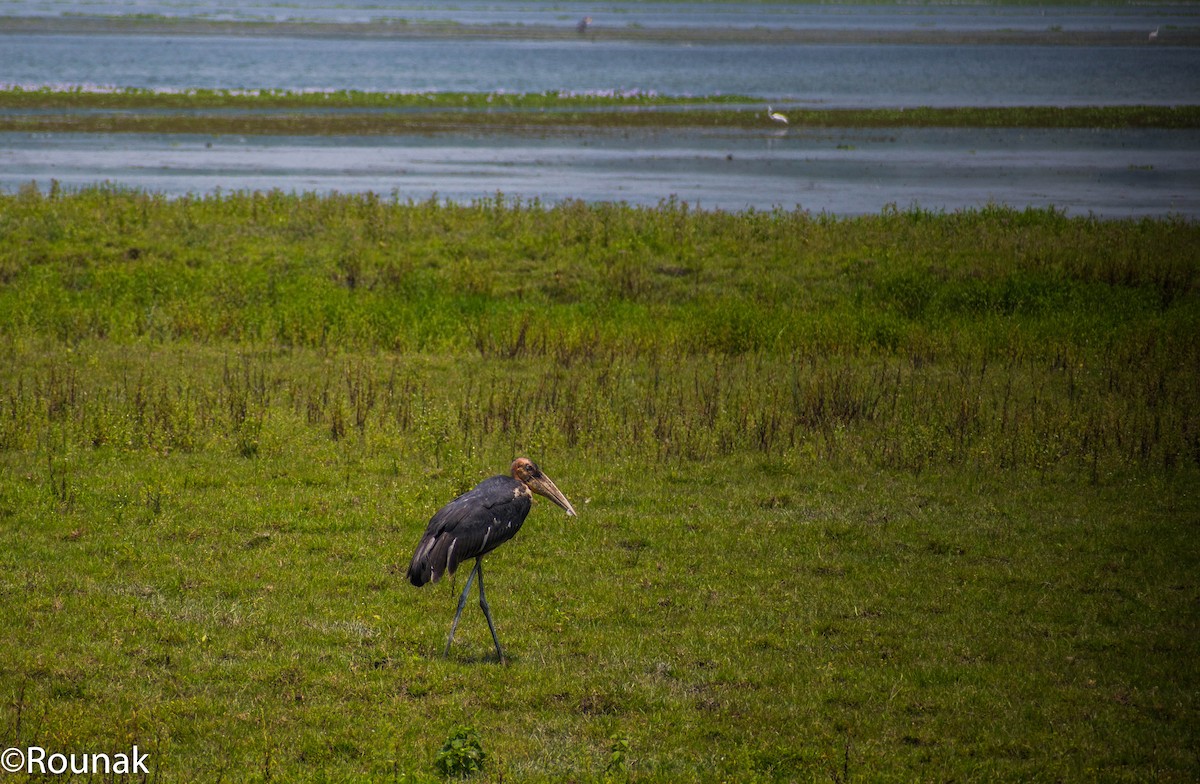 Lesser Adjutant - ML126538481