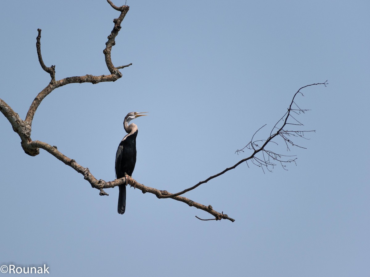 Oriental Darter - ML126538501