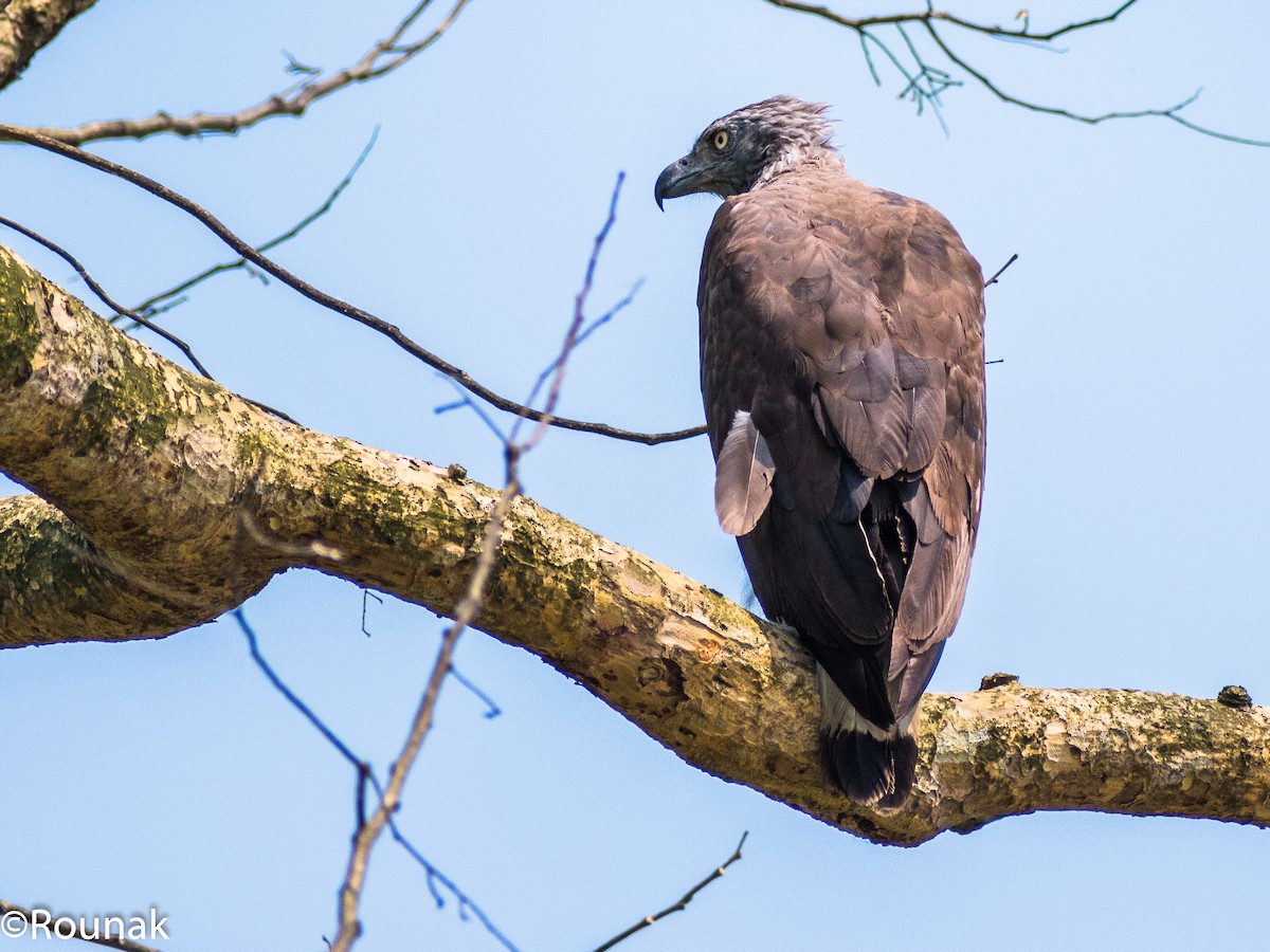 Gray-headed Fish-Eagle - ML126538611