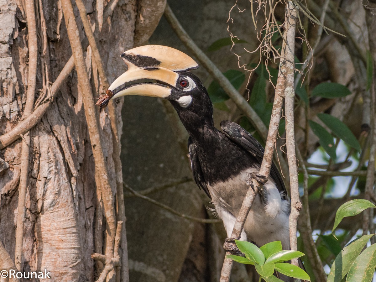 Oriental Pied-Hornbill - Rounak Patra