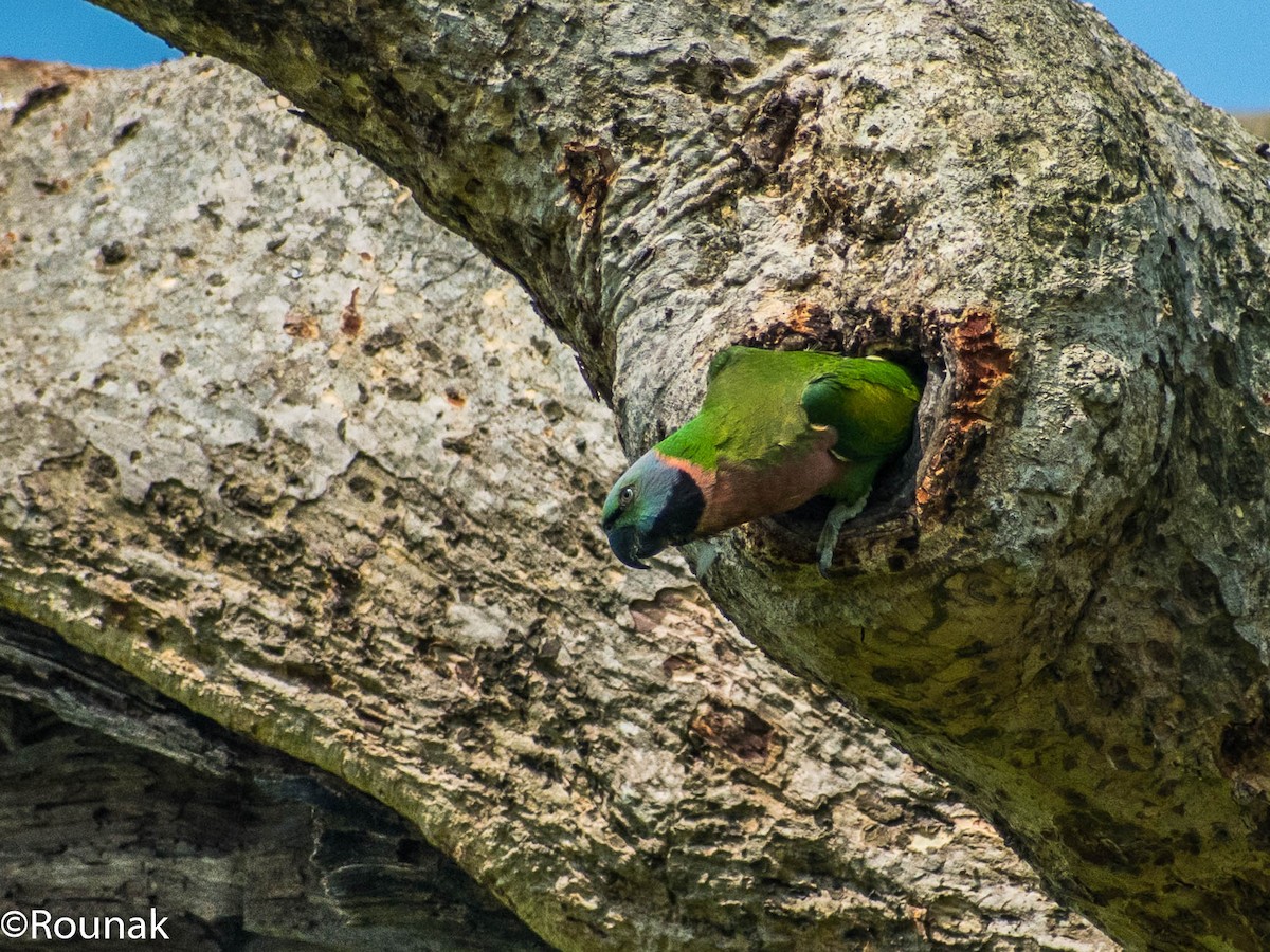 Red-breasted Parakeet - Rounak Patra