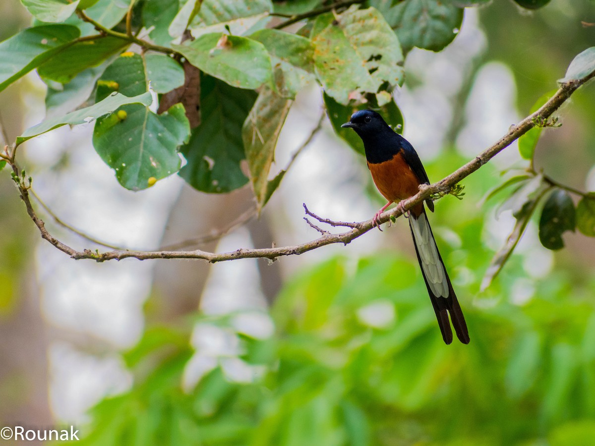 White-rumped Shama - ML126538741