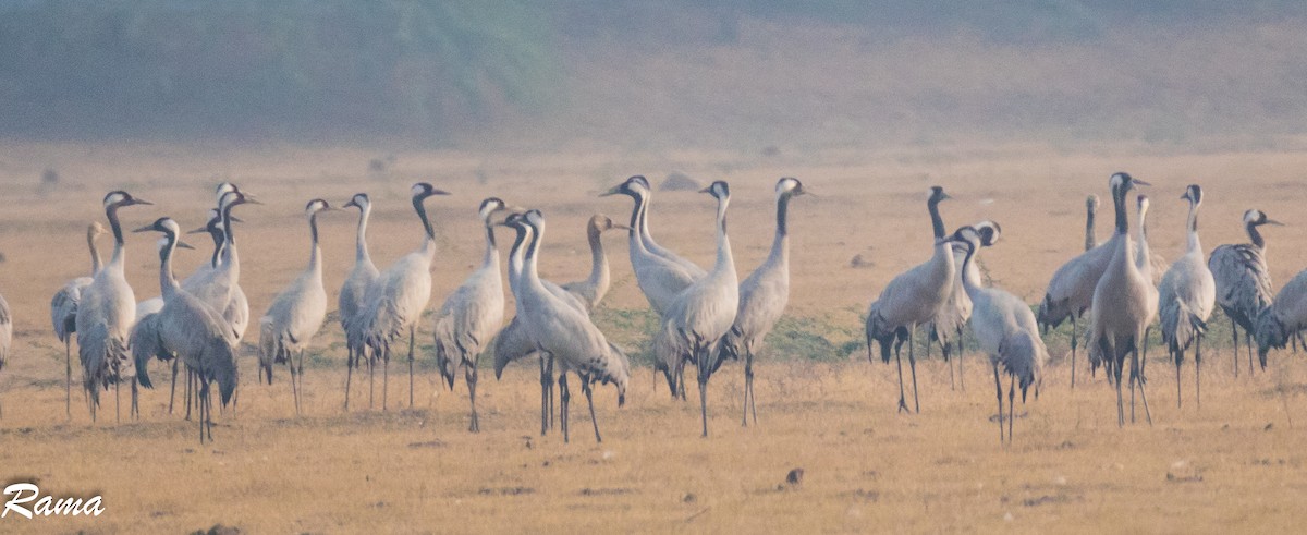 Common Crane - Rama Neelamegam