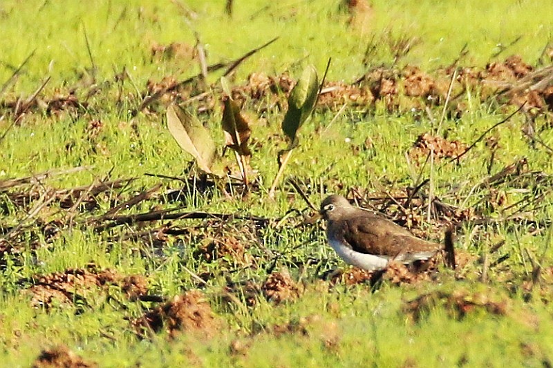 Green Sandpiper - ML126538951