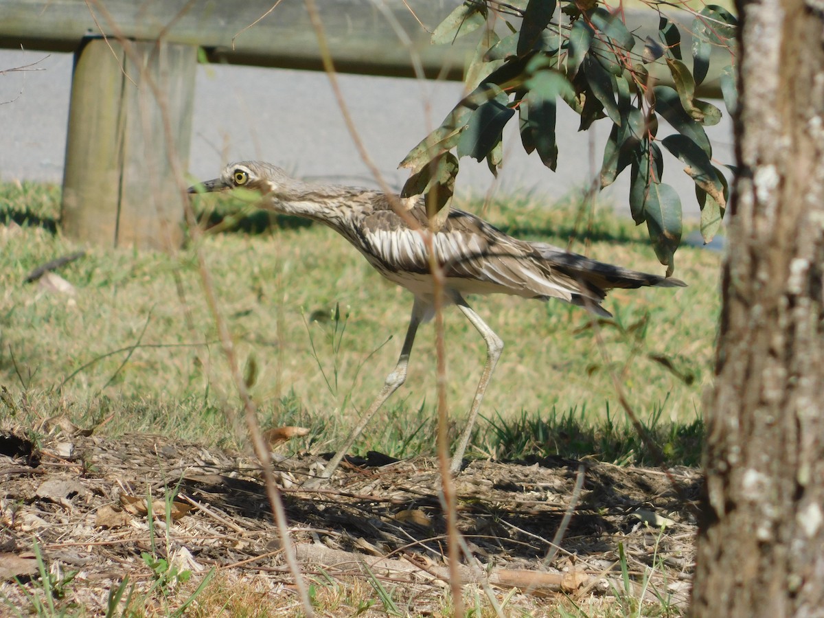 Bush Thick-knee - ML126539531