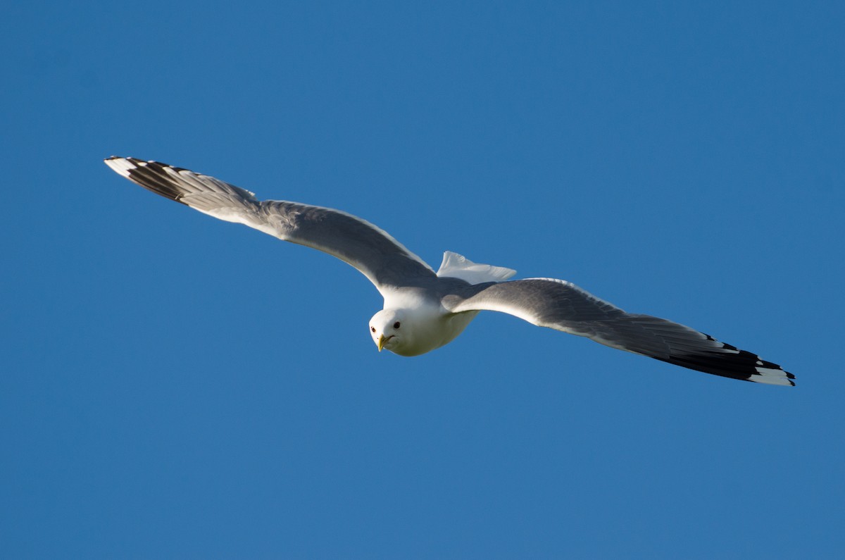 Common Gull (European) - ML126540841