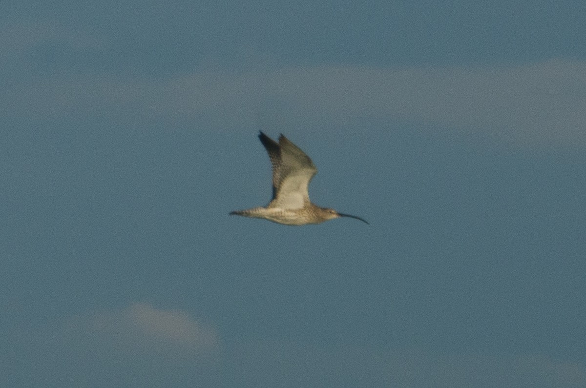 Eurasian Curlew - ML126541211