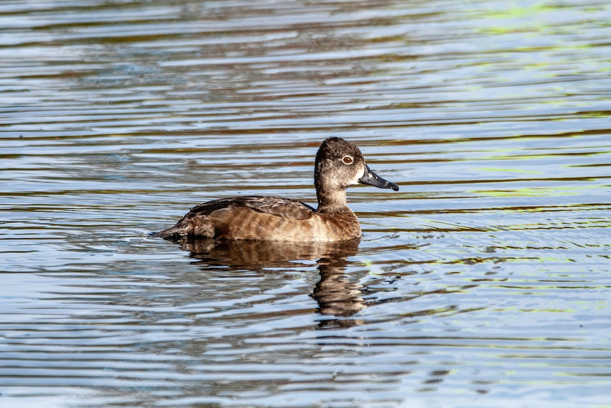 Ring-necked Duck - ML126542271