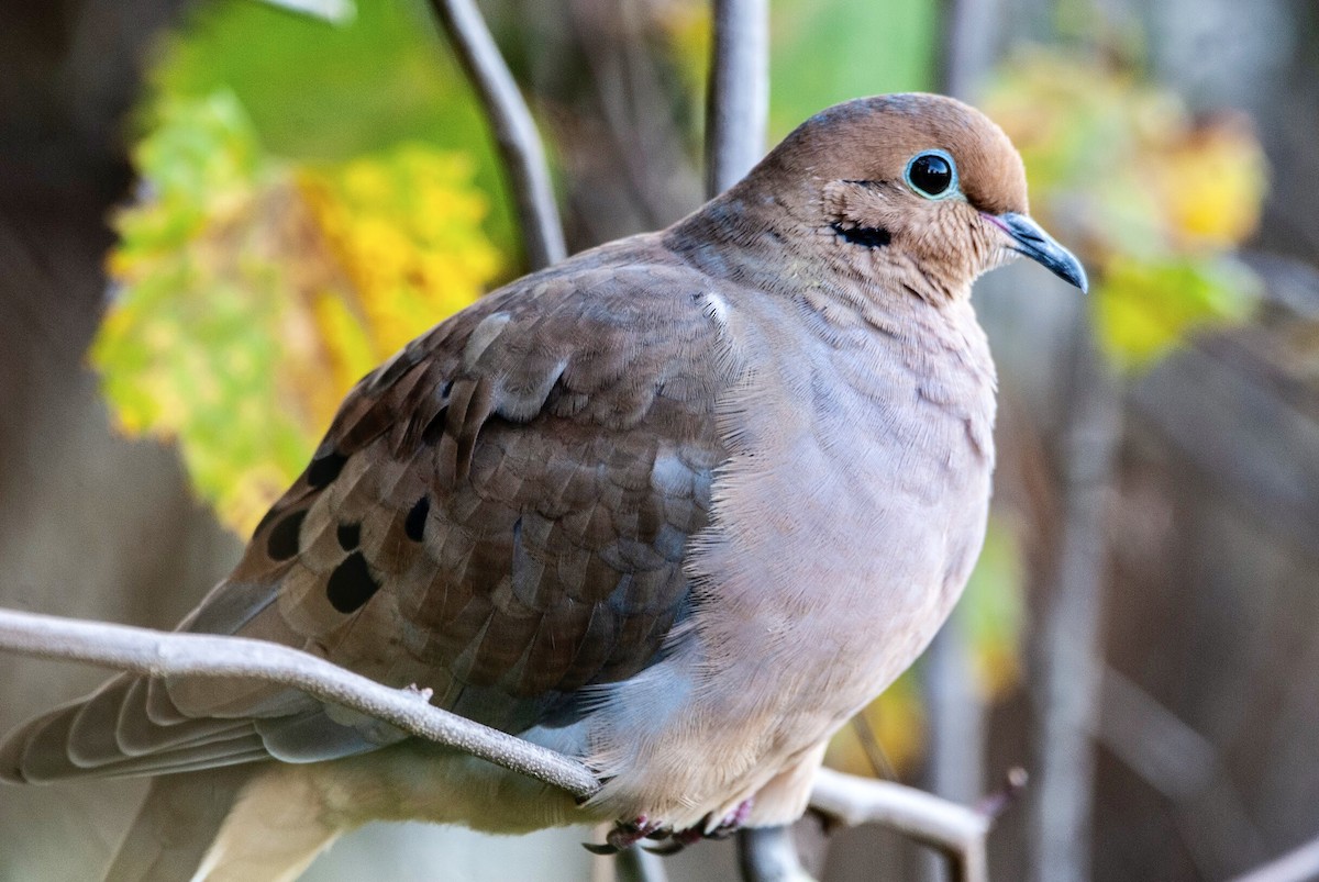 Mourning Dove - ML126542281