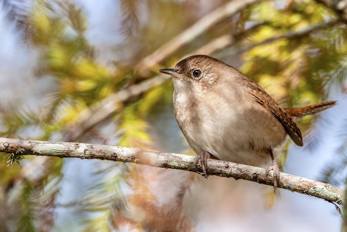 House Wren - ML126542331