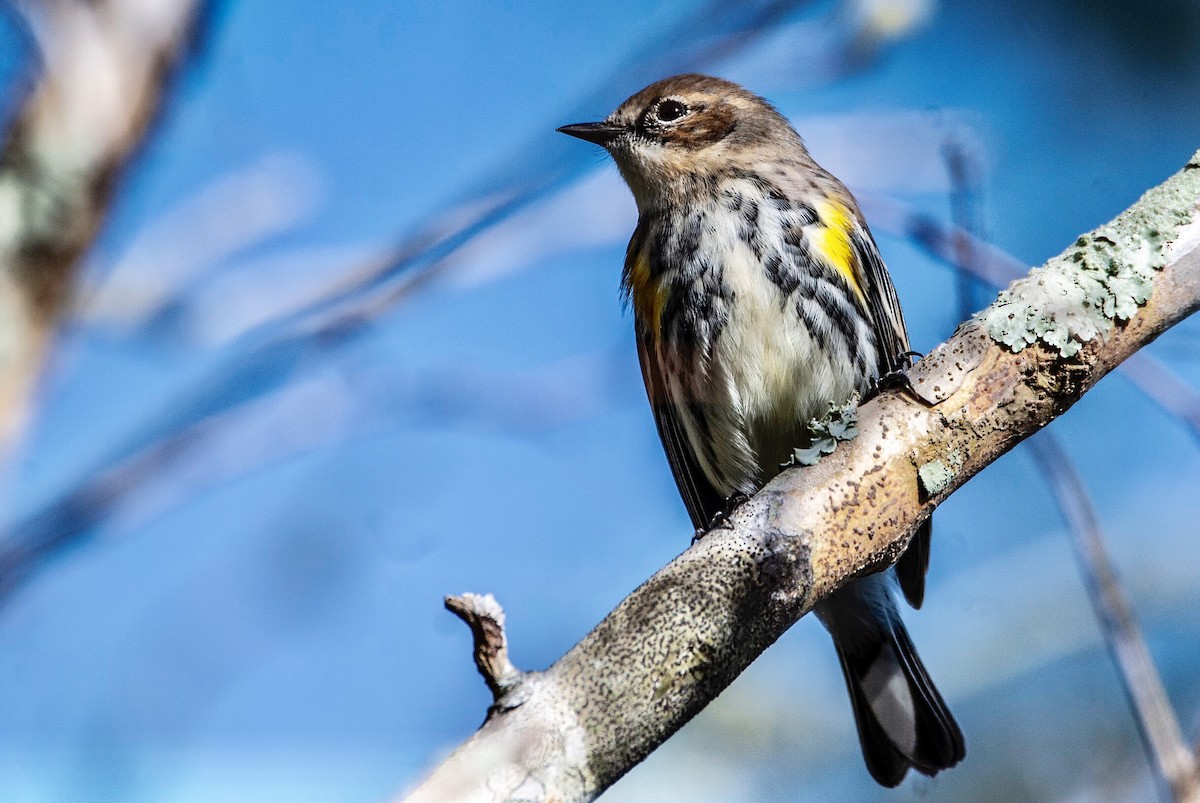 Yellow-rumped Warbler - ML126542381