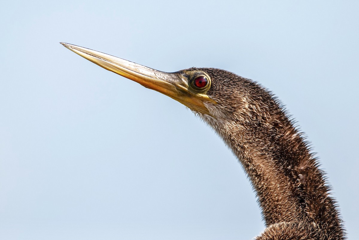 Anhinga - Andrew Simon