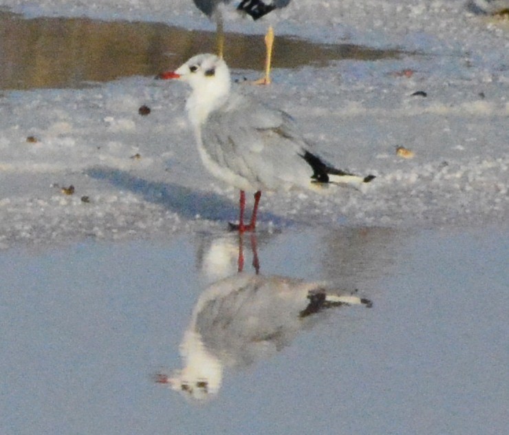 Black-headed Gull - ML126543071