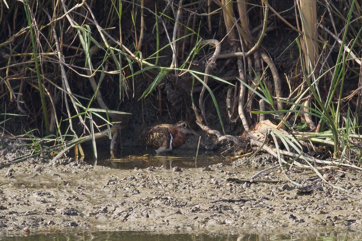 Greater Painted-Snipe - ML126543211