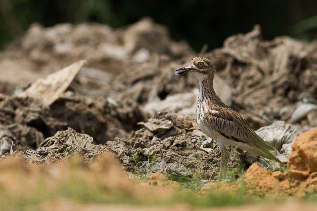 Senegal Thick-knee - ML126543541