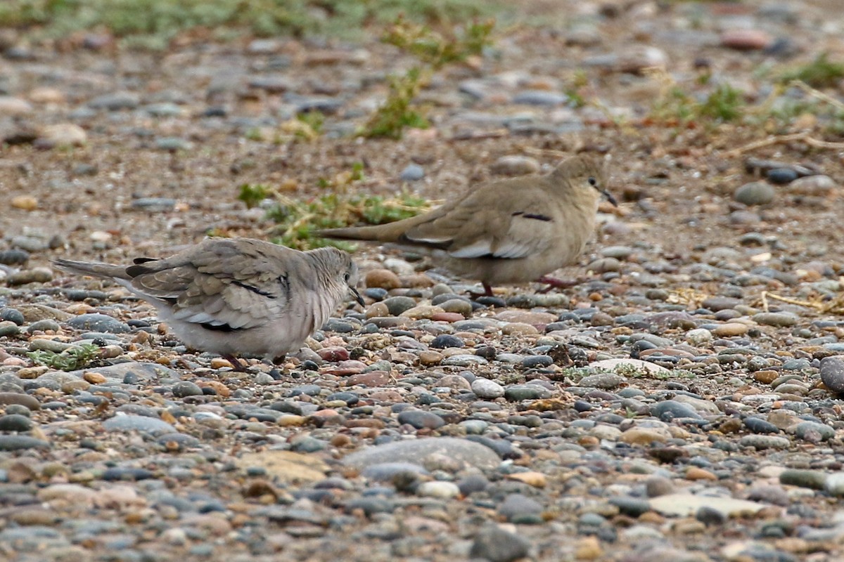 Picui Ground Dove - ML126544681