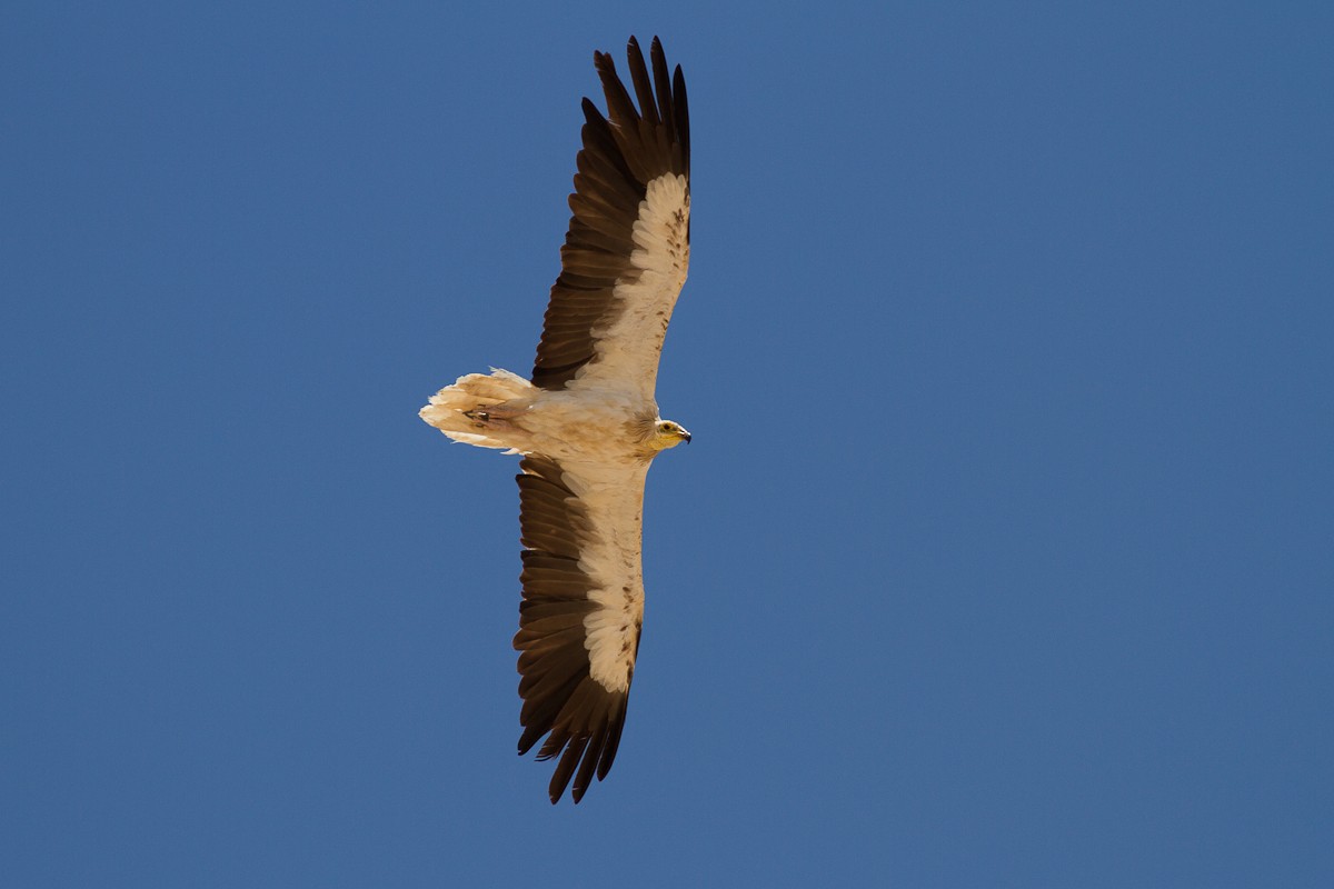 Egyptian Vulture - Raphael Lebrun