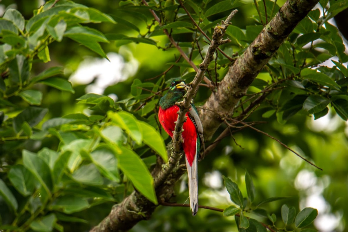 trogon africký - ML126545481