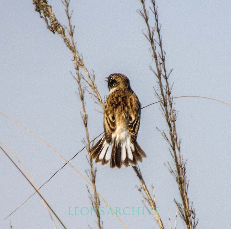 White-tailed Stonechat - ML126545871