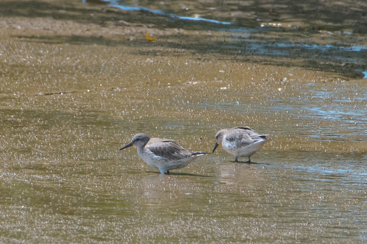 Red Knot - ML126545891