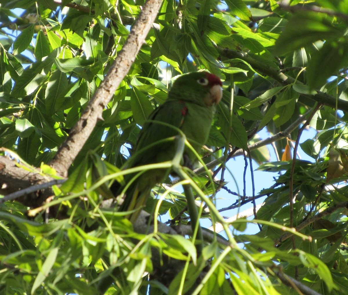 Guayaquil Papağanı - ML126546021