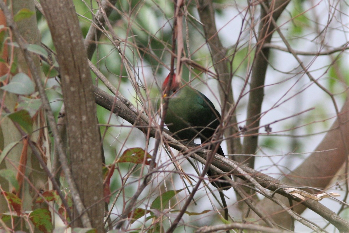 Bannerman's Turaco - ML126547181