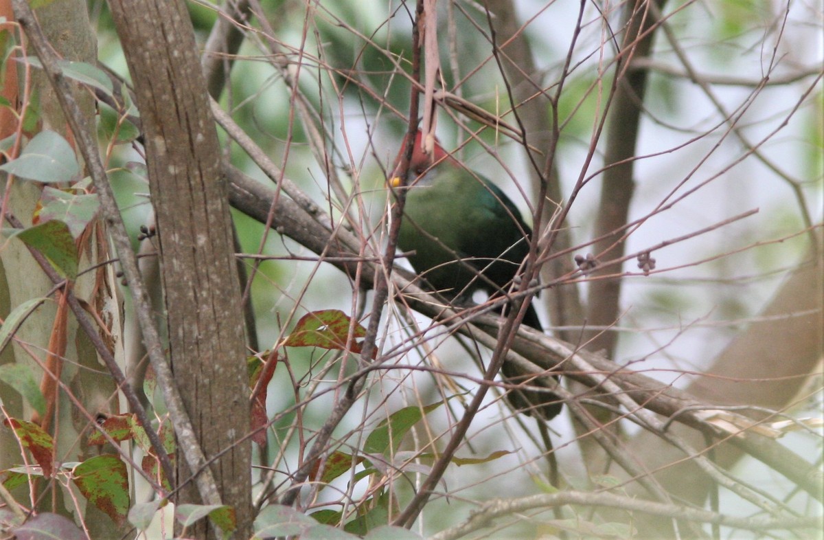 Bannerman's Turaco - ML126547191