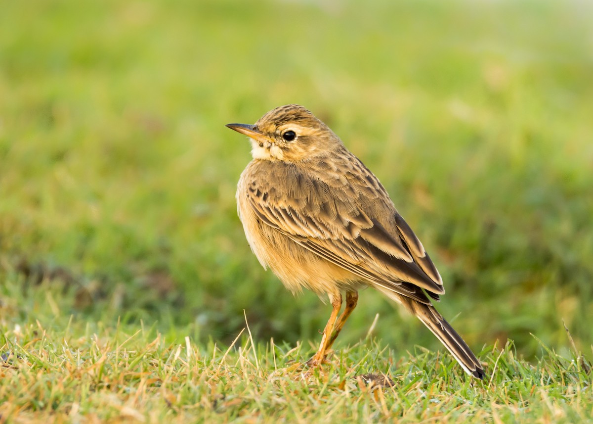 Paddyfield Pipit - ML126547531