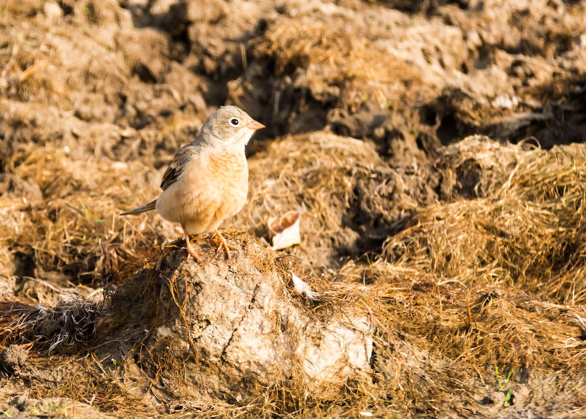 Gray-necked Bunting - ML126547941