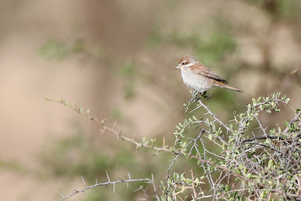 Red-backed Shrike - ML126548941