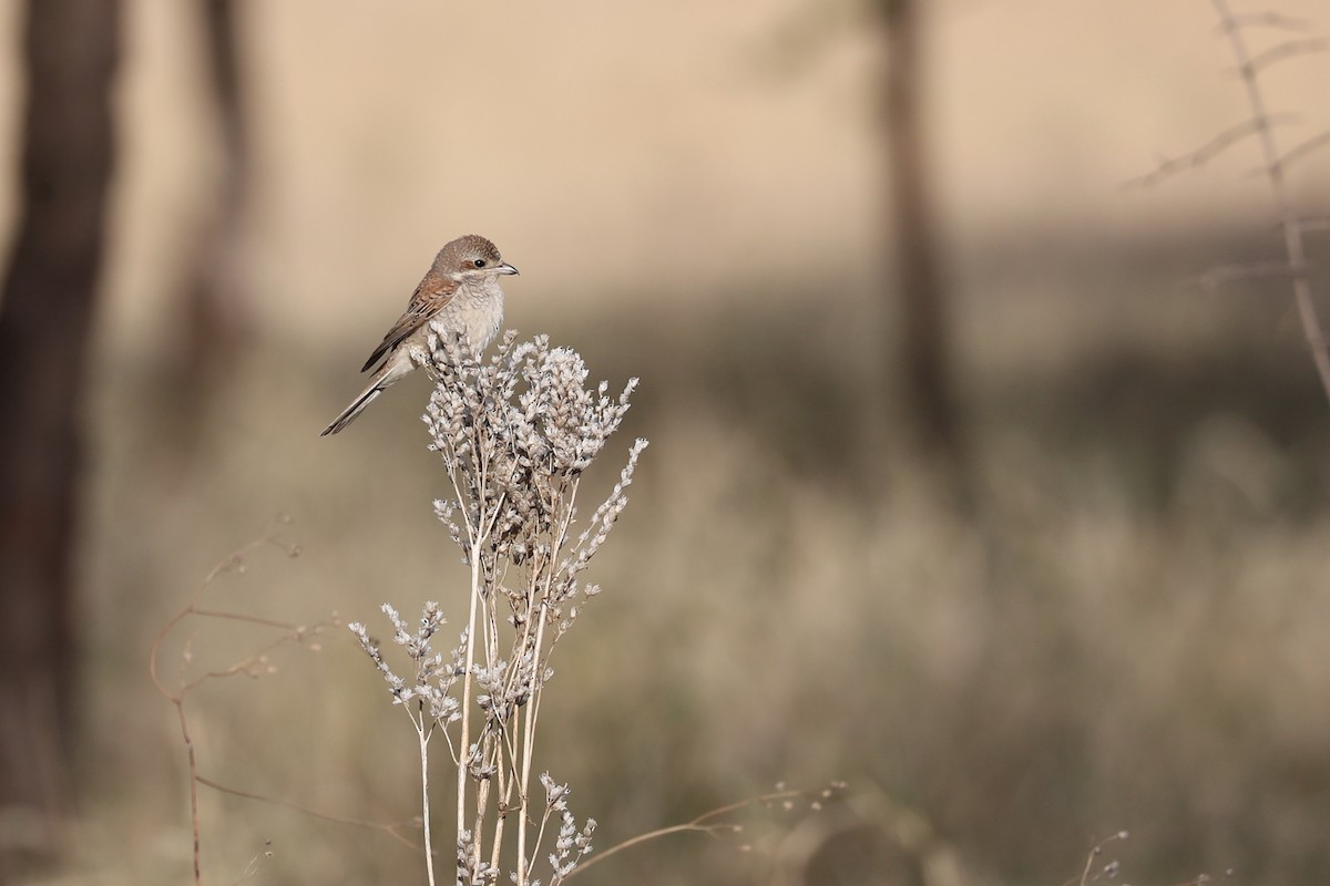 Red-backed Shrike - ML126549091