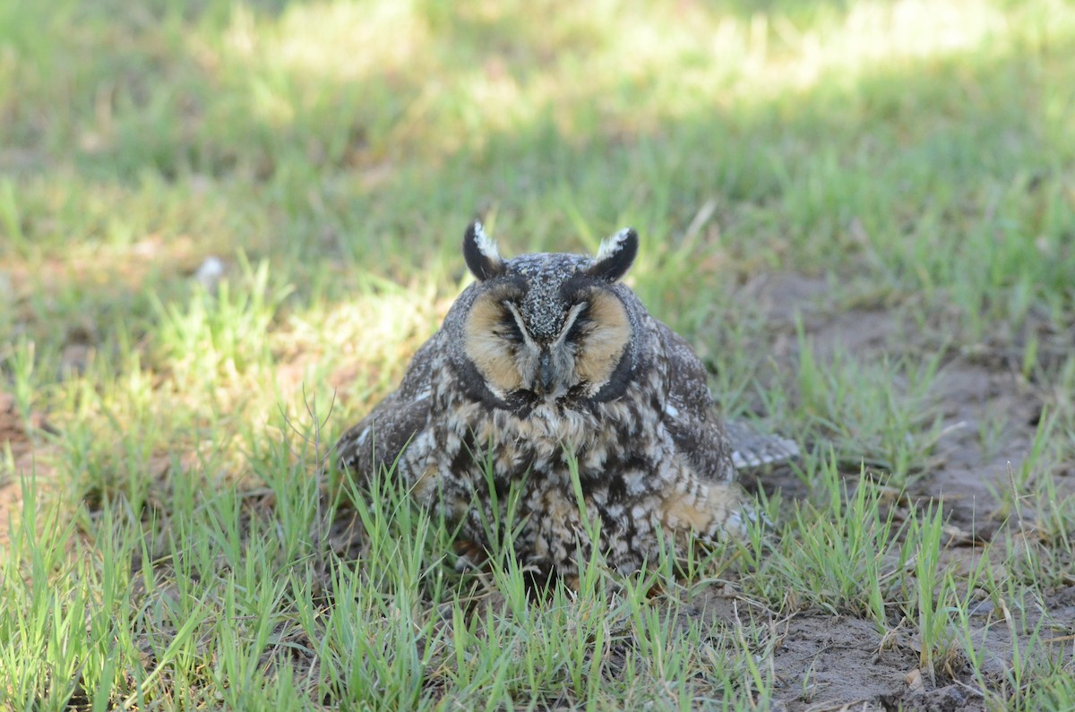 Long-eared Owl - ML126551821