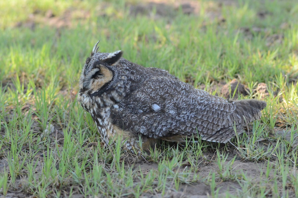 Long-eared Owl - ML126551831