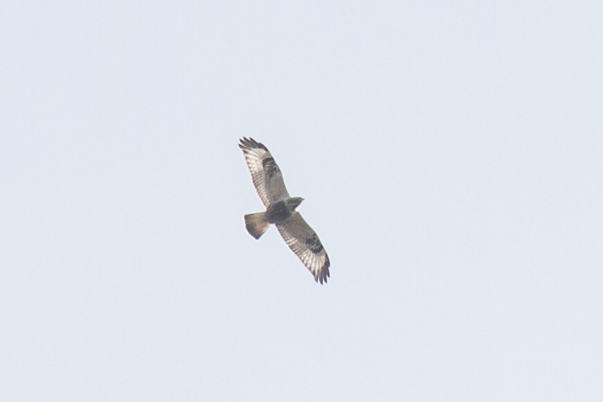 Rough-legged Hawk - ML126552471