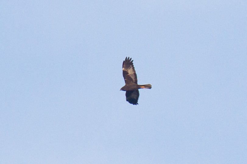 Western Marsh Harrier - ML126552751