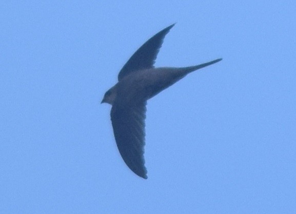 Asian Palm Swift - ML126552771