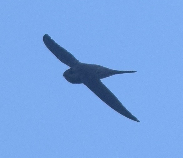 Asian Palm Swift - ML126552781