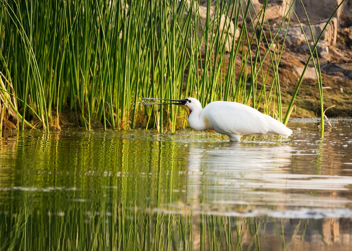 Eurasian Spoonbill - ML126552811