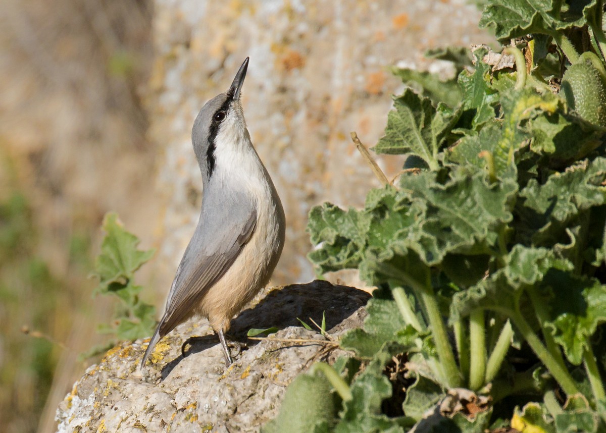 Western Rock Nuthatch - ML126552991