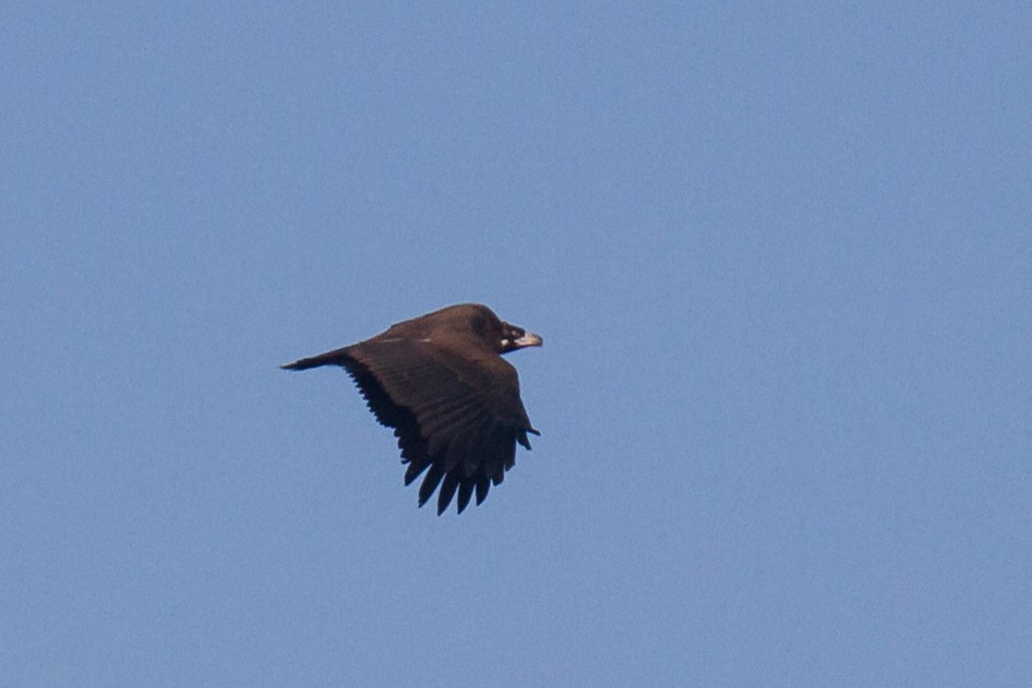 Cinereous Vulture - ML126553111