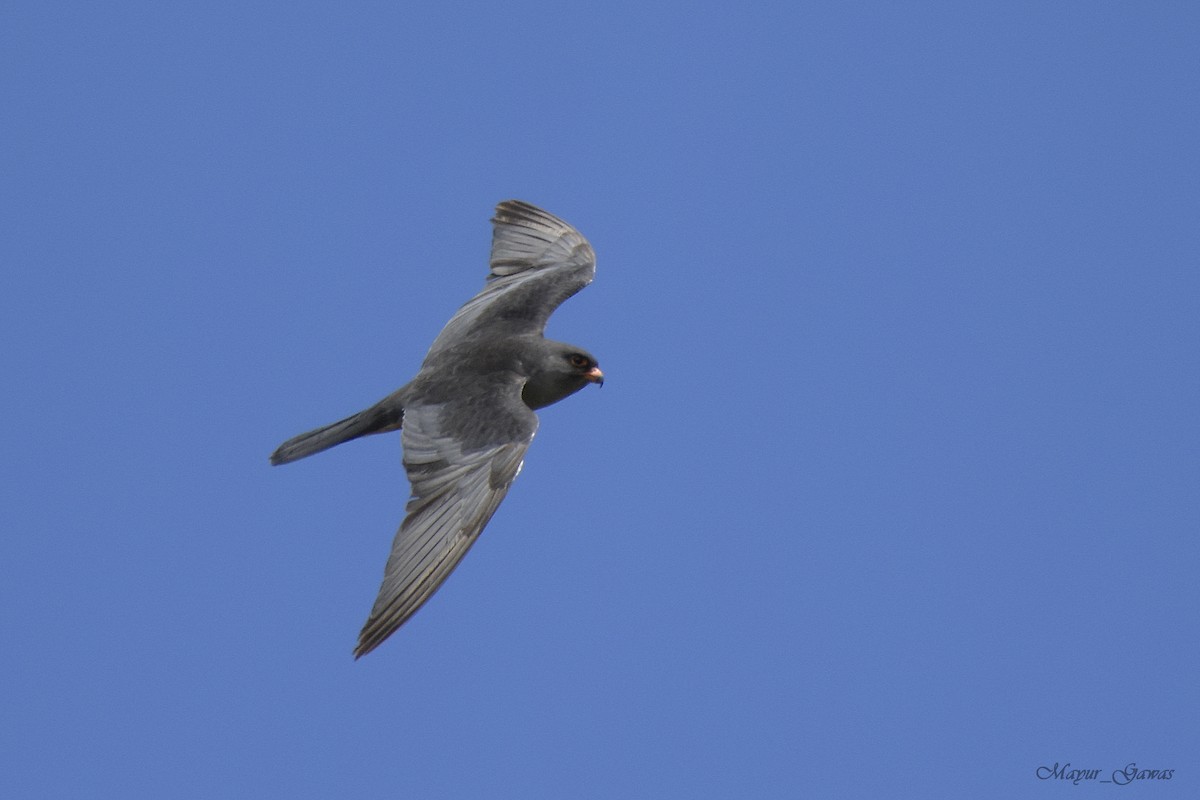 Amur Falcon - ML126554191