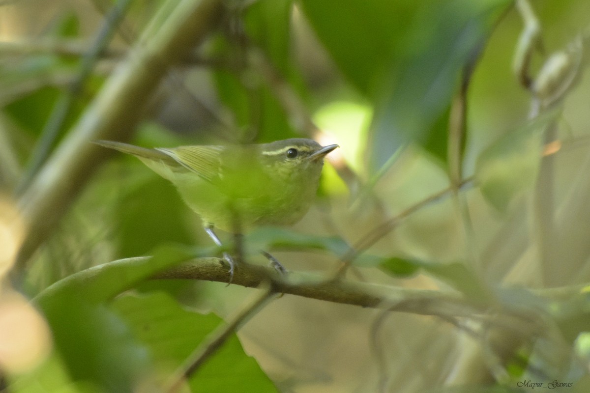 Phylloscopus sp. - ML126554341