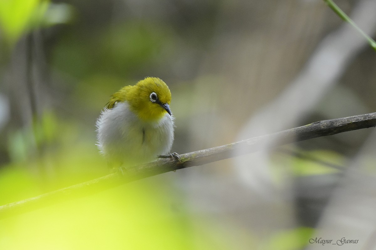 Indian White-eye - Mayur Gawas